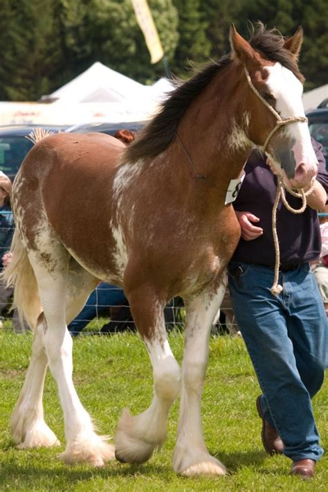 Shire Horse vs. Clydesdale - The DIFFERENCE - The Horses Guide