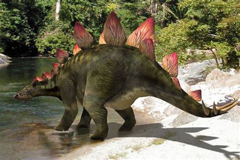 Stegosaurus - Dinopedia - the free dinosaur encyclopedia