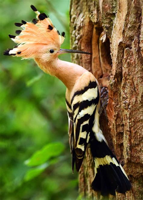 30 Hoopoe Facts: Fly-Catching Punk Rocker (3 Species of Upupa) | JustBirding.com