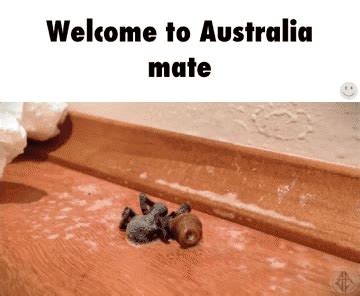 Australia GIF - Find & Share on GIPHY