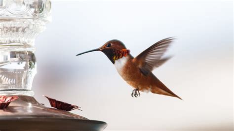 3 Tips for Placing Your Hummingbird Feeder