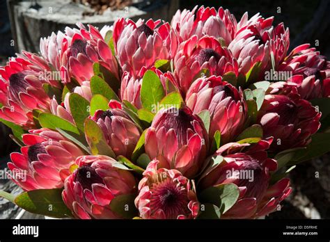 South African national flower the Protea Stock Photo - Alamy