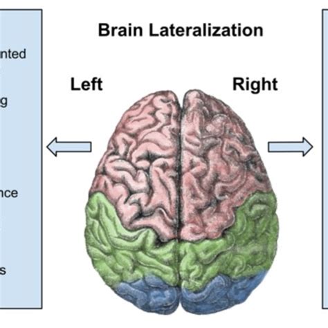 1: Brain Lateralization | Download Scientific Diagram