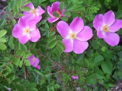 inkspired musings: The North Dakota Wild Prairie Rose