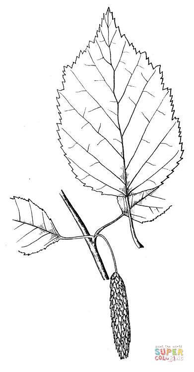 Birch Leaf Drawing at GetDrawings | Free download