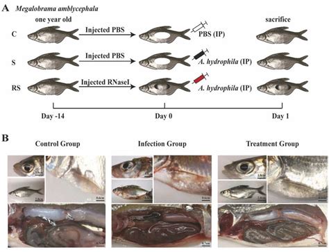 RNase1 intervention changes morphological symptoms of M. amblycephala... | Download Scientific ...