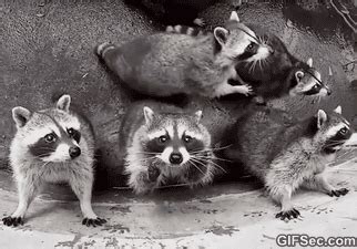 GIFSec - Reaction GIF and Best Funny GIFS | Raccoon funny, Cute raccoon ...