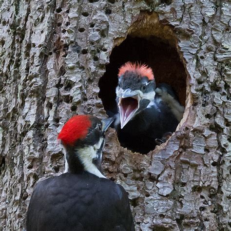 Pileated Woodpecker Nest - Birding in BC Community