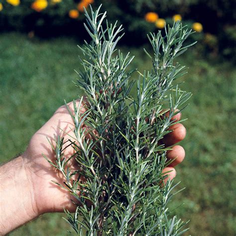 Rosemary Seed – Harris Seeds