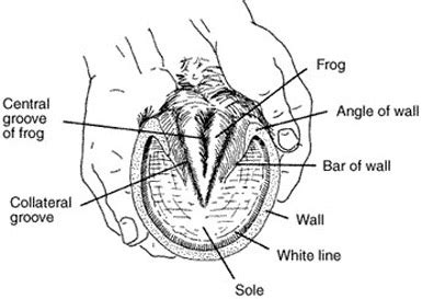 Horse Hoof Anatomy Diagram