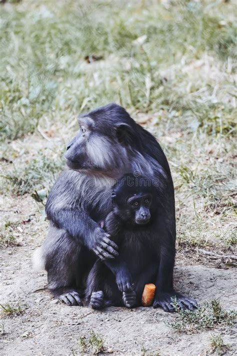 Cute Baby Tonkean Macaque Monkey with Its Mother Stock Photo - Image of ...