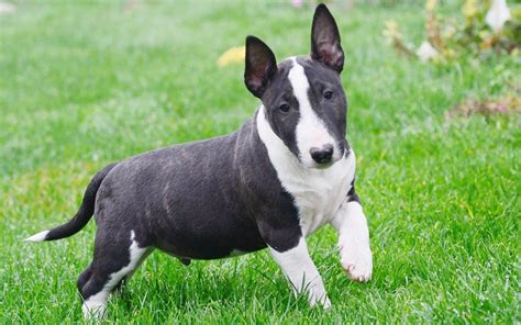 Miniature Bull Terrier Dog Reviews - real reviews from real people