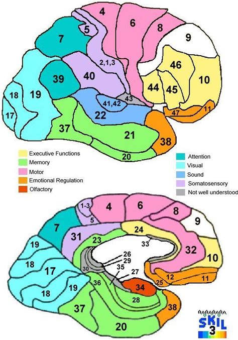 Brodmann Area Function Atlas - updated Jan 2010 - Functions associated with Brodmann Areas, and ...