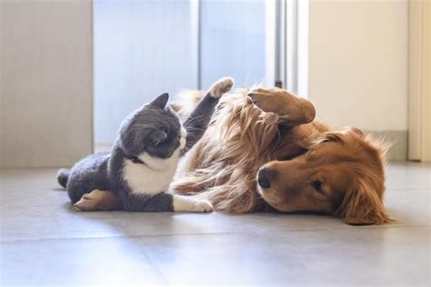 Like Cats and Dogs? Teach Your Pets to Live in Harmony – American Kennel Club