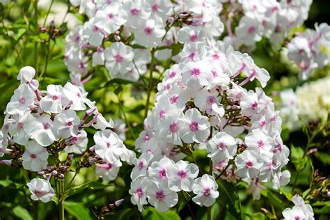 Phlox: How to Plant, Grow, and Care for Phlox Flowers | The Old Farmer's Almanac