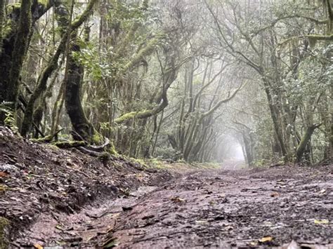 10 Best Trails and Hikes in La Gomera | AllTrails