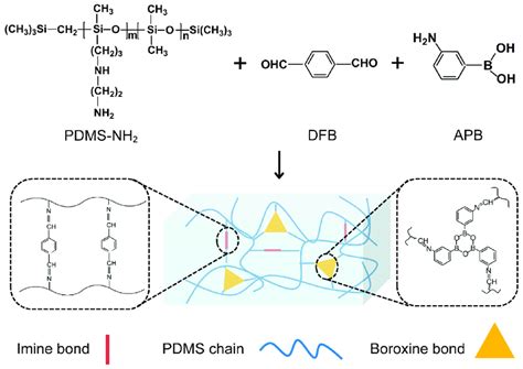 Schematic illustration for the preparation of PDMS elastomer ...