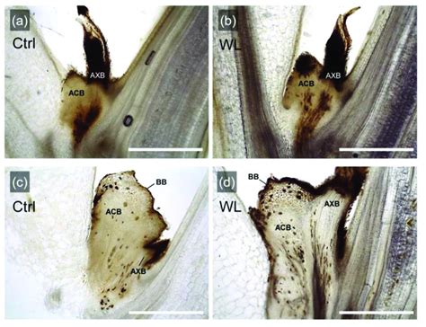 Longitudinal sections of leaf axils grown under control (Ctrl) and... | Download Scientific Diagram