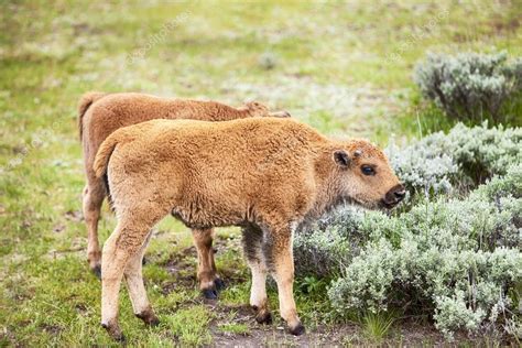 Baby American Bison