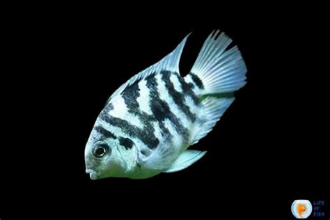 Polar Blue Parrot Cichlid | A Hybrid In Cichlid Family