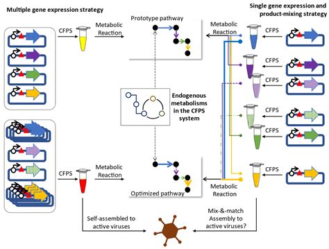 Microorganisms | Free Full-Text | Multiple Gene Expression in Cell-Free Protein Synthesis ...