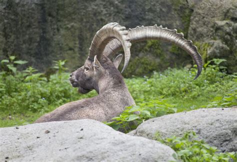 Alpine Ibex Horns | ClipPix ETC: Educational Photos for Students and ...