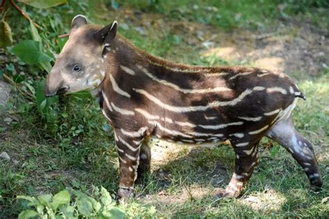 Brazilian Tapir - Facts, Diet, Habitat & Pictures on Animalia.bio