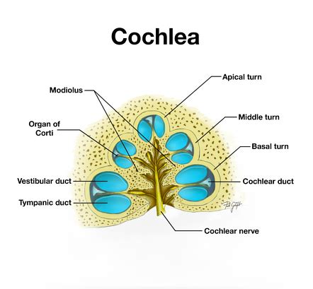 Cochlea