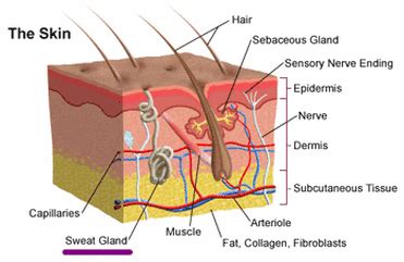 Role of sweat glands in hyperhidrosis