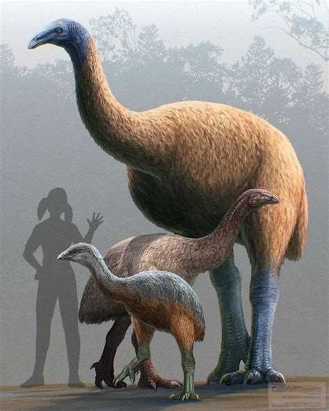 There were several species of Moa, of various sizes, all of which had become extinct by the mid ...