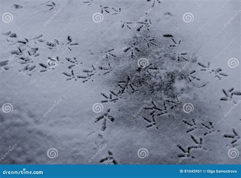 Bird Tracks through the Snow Stock Image - Image of cold, frost: 81045951