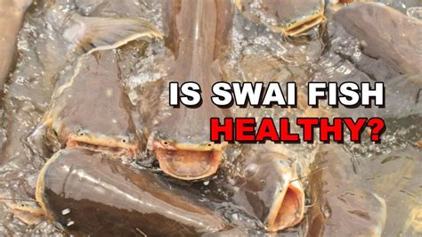 Is Swai Fish Healthy?