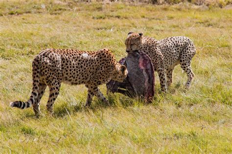 Buffelsfontein Game Reserve | South Africa | Wild Safari Guide