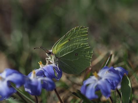 Brimstone butterfly on Behance