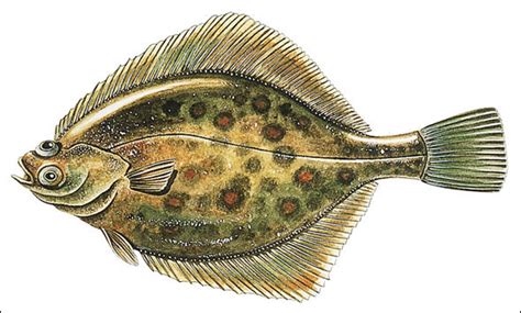 Know Your Flatfish Species With Our Identification Guide - SeaAngler