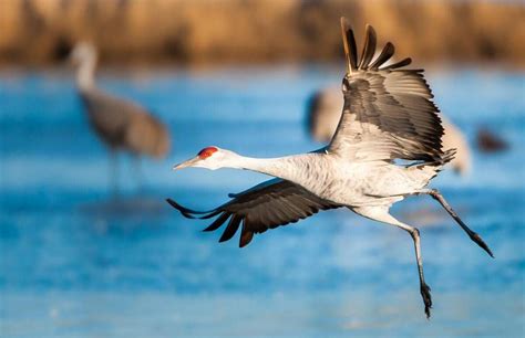 All About Sandhill Cranes