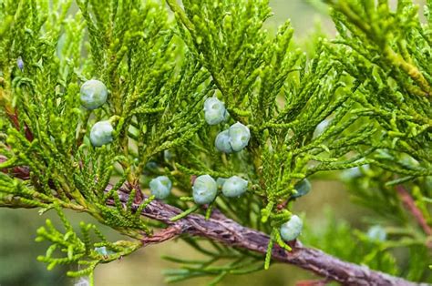 12 Different Types of Juniper Shrubs and Trees - Homeporio