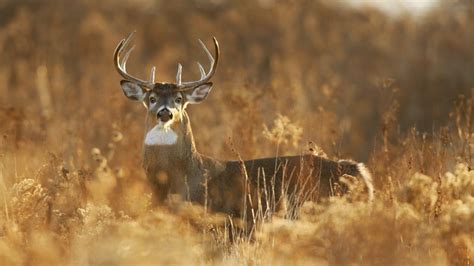 The "Zombie Deer Virus" Has Hit 24 US States | IFLScience