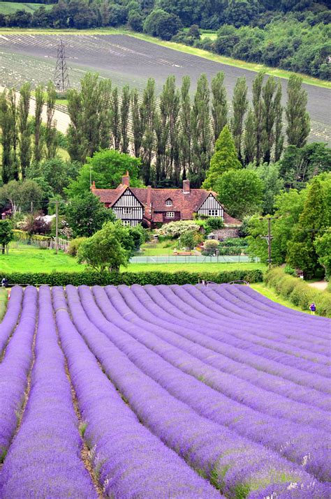 15 Stunning Photos of Lavender Fields Around the World «TwistedSifter