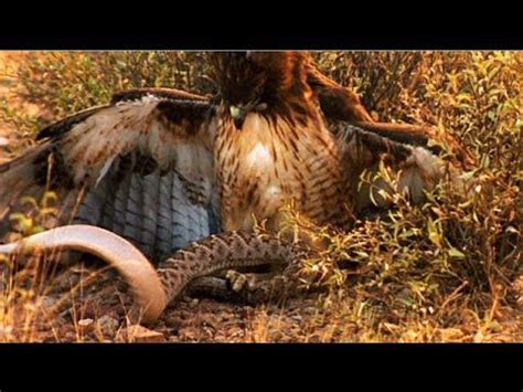 Eagle vs Snake Real Fight | Eagle Attack Snakes - Most Amazing Wild Anim... | Red tailed hawk ...