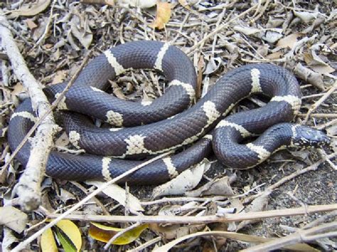 kingsnake.com - The Kingsnake and Milk Snake Page - Eastern Kingsnake