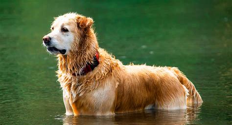 The Long Haired Lab: Recessive Genetics and Pedigree Status Explained