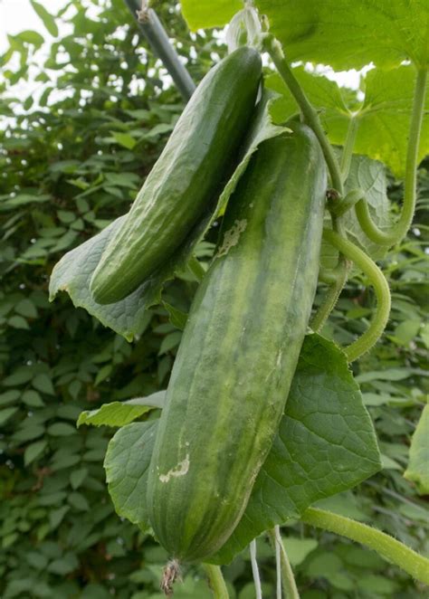 How to Grow Cucumbers in a Greenhouse – Greenhouse-ing