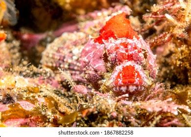 32 Mottled Sculpin Images, Stock Photos, and Vectors | Shutterstock