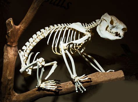 Koala Skeleton Photograph by Millard H. Sharp - Pixels