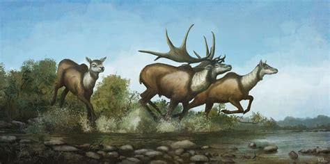 The Irish elk: when and why did this giant deer go extinct and what did ...