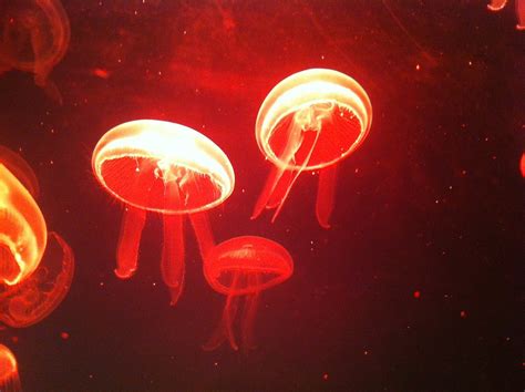 Free photo: Jellyfish, Sea, Jeju Island - Free Image on Pixabay - 675428