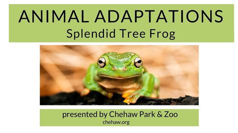 Animal Adaptations: Splendid Tree Frog - YouTube