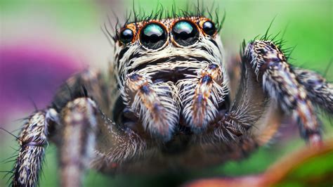 Why Jumping Spiders Spend All Night Hanging Out — Literally | All Things Considered