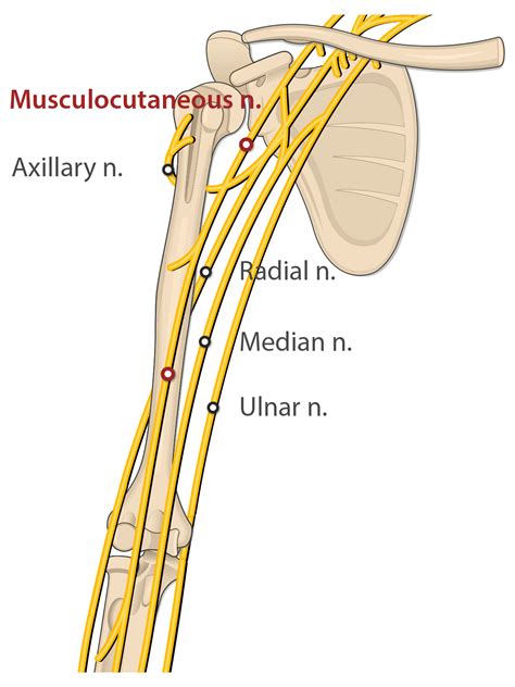 Biceps Brachii (Media) – Human Bio Media